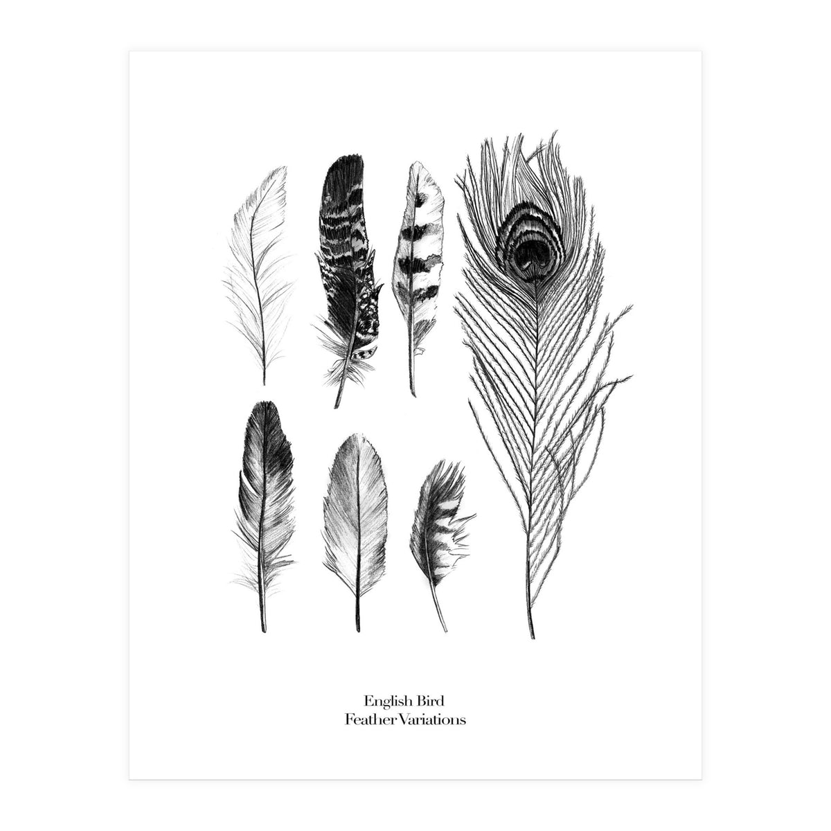 English Feather Variations (Print Only)