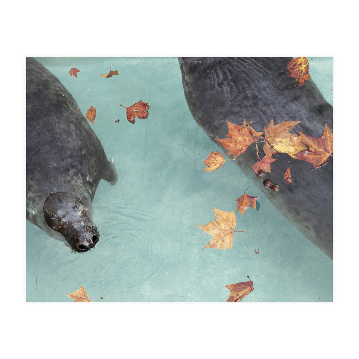 Wup-Wup-Wup (Print Only)