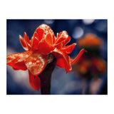 Red Flower (Print Only) thumbnail