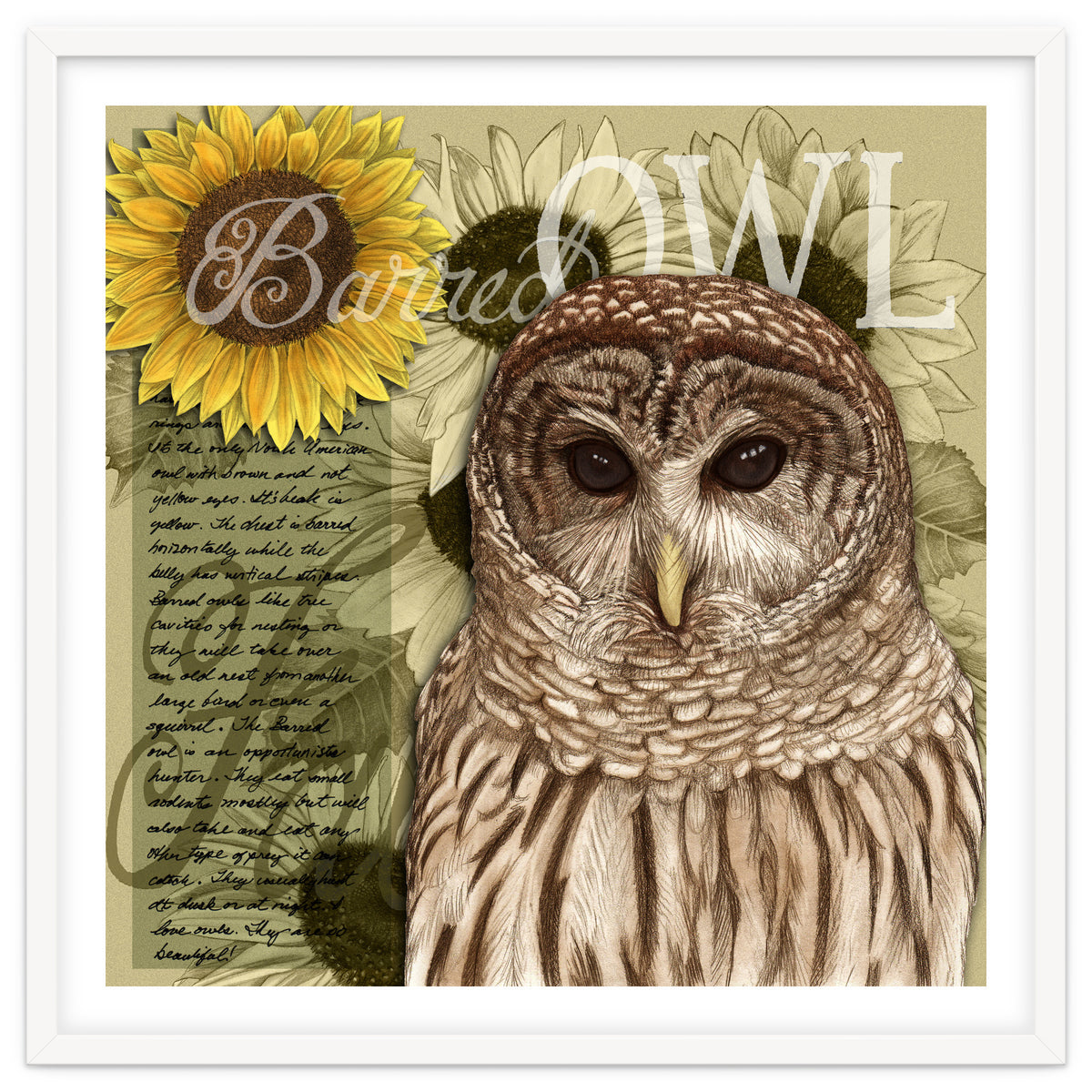 Sunflowers and Barred Owl