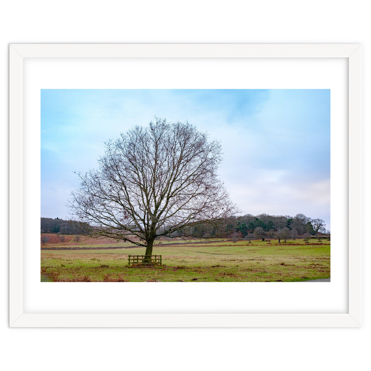 Young Oak Tree in Winter