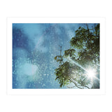 Sun Through Trees (Print Only) thumbnail