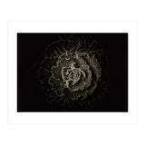 Backyard Flowers No 100 Sepia Version (Print Only) thumbnail