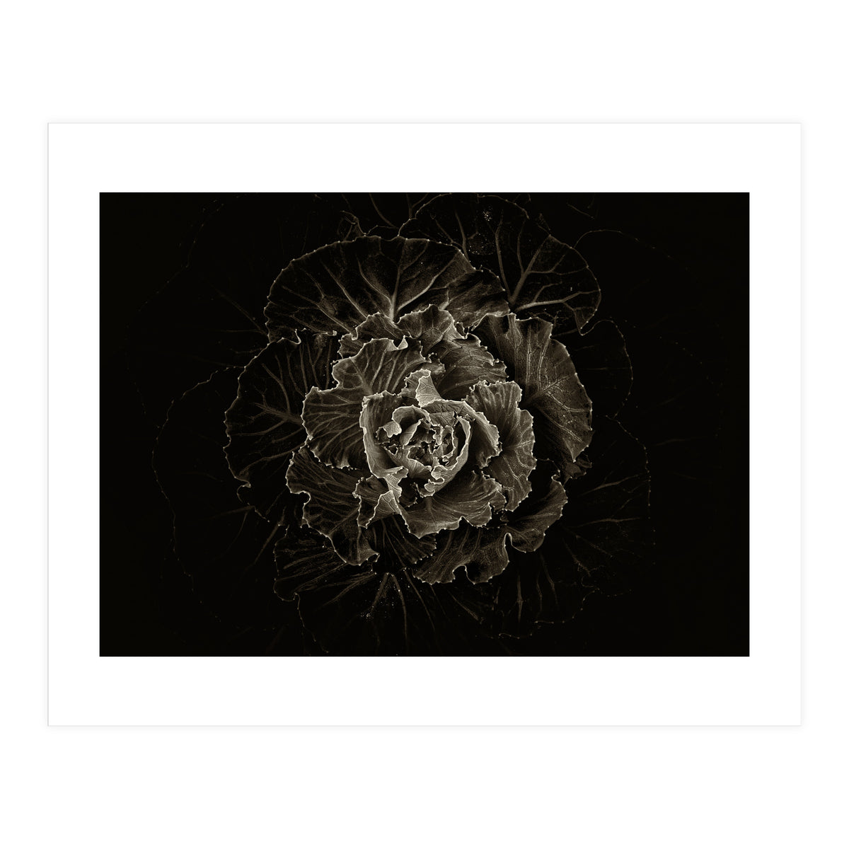 Backyard Flowers No 100 Sepia Version (Print Only)