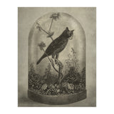 The Curiosity (Print Only) thumbnail