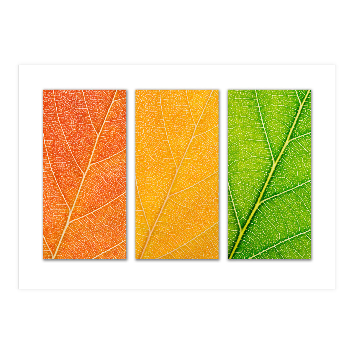 Autumn Leaves (Print Only)