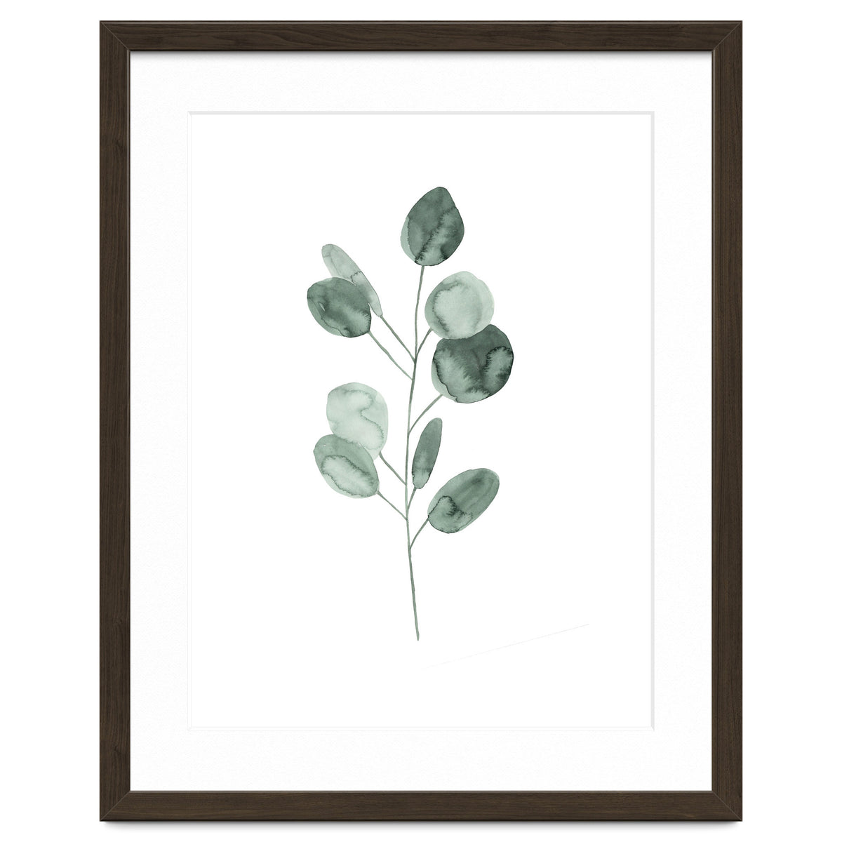 Botanical Illustration Eukalyptus2