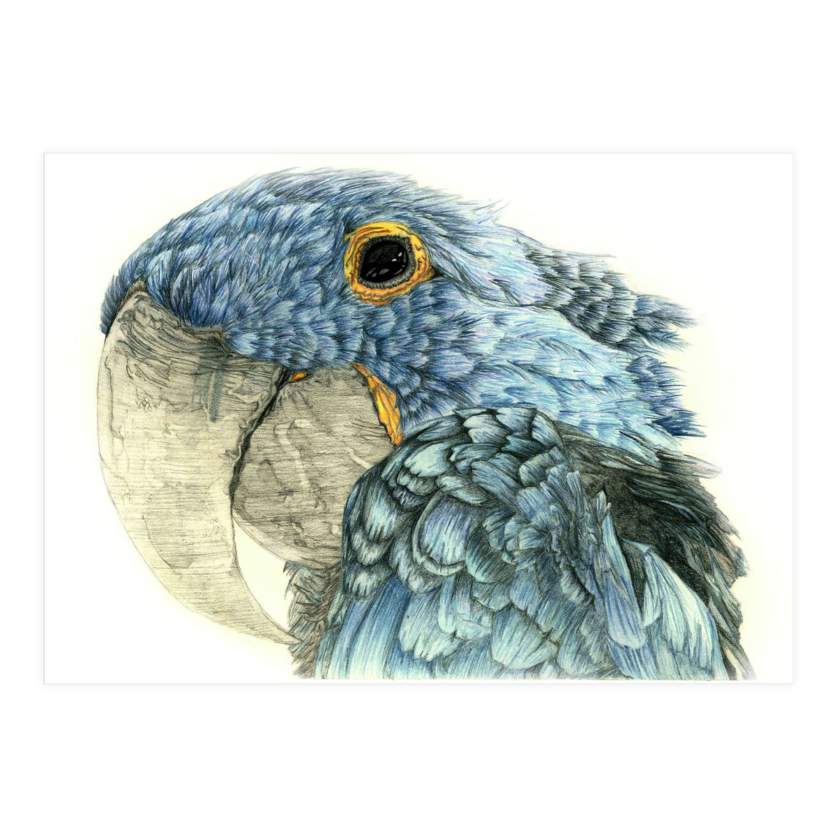 Blue Parrot (Print Only)