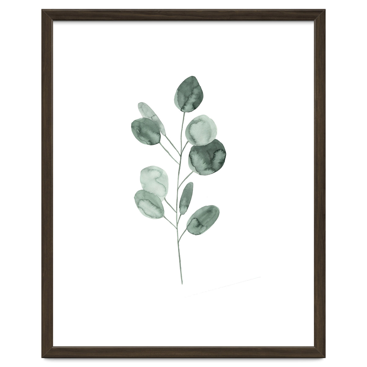 Botanical Illustration Eukalyptus2