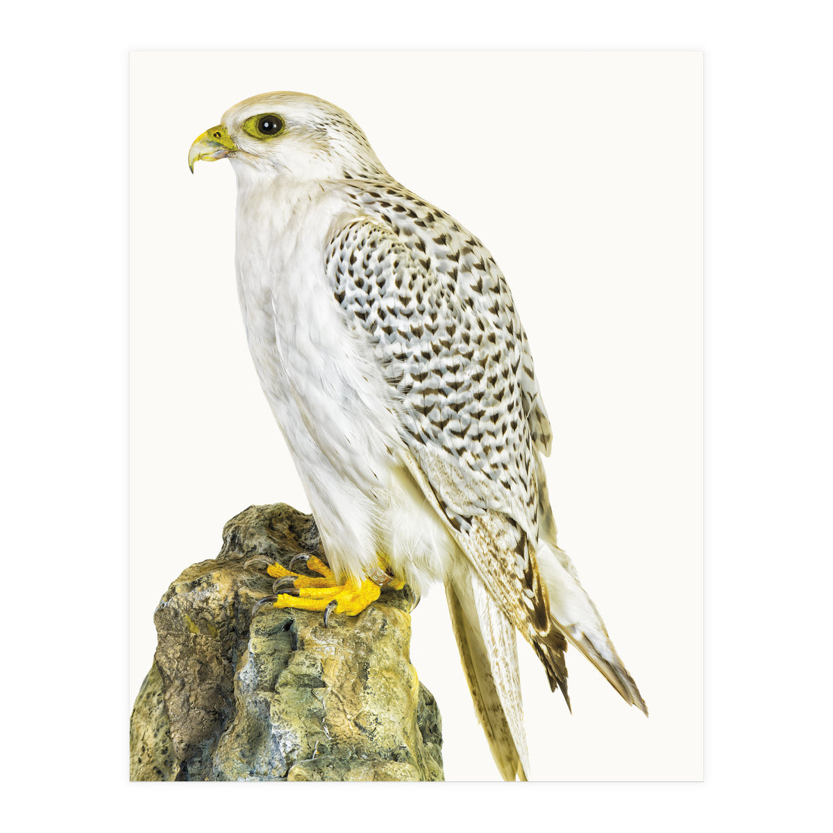 Cc Bird 03 (Print Only)