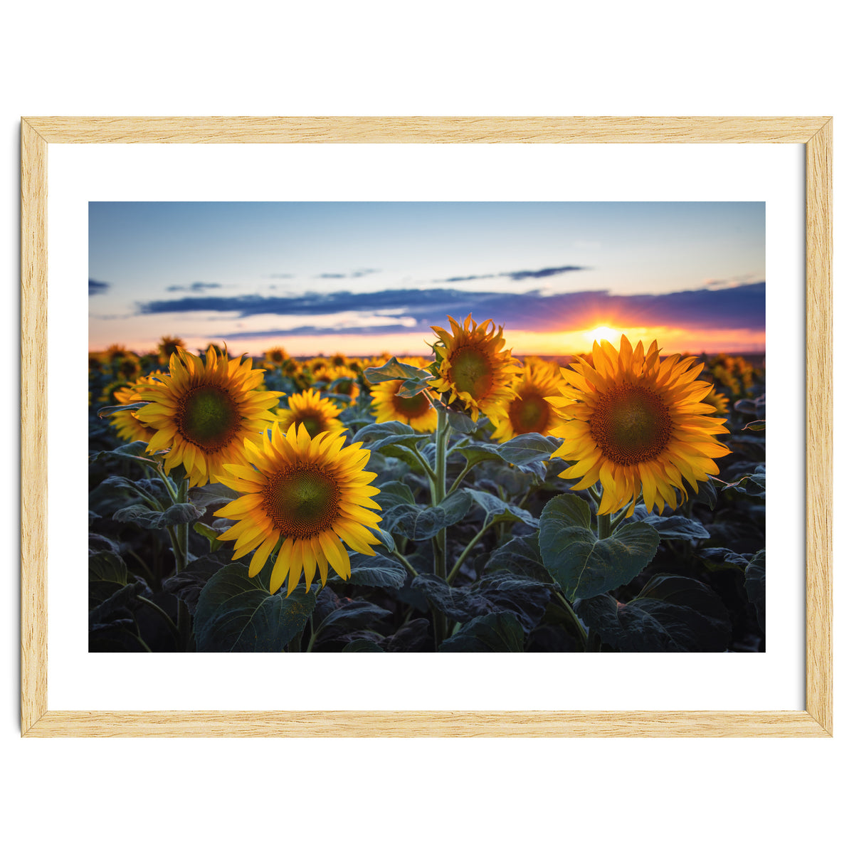 Sunflowers