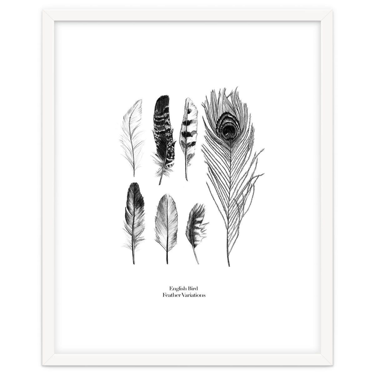 English Feather Variations