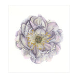 A Peony In Grey Std (Print Only) thumbnail