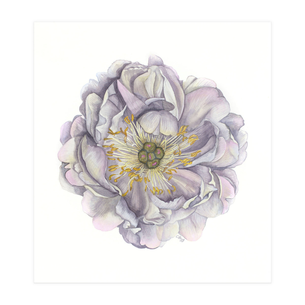 A Peony In Grey Std (Print Only)