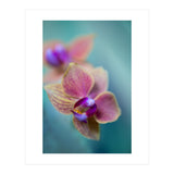 Orchidee (Print Only) thumbnail