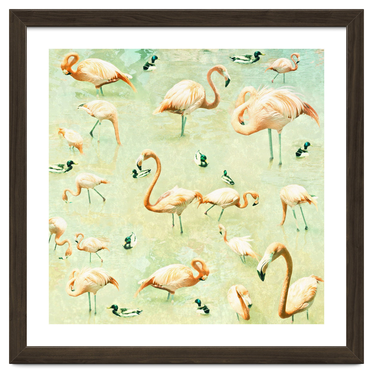 Flamingos