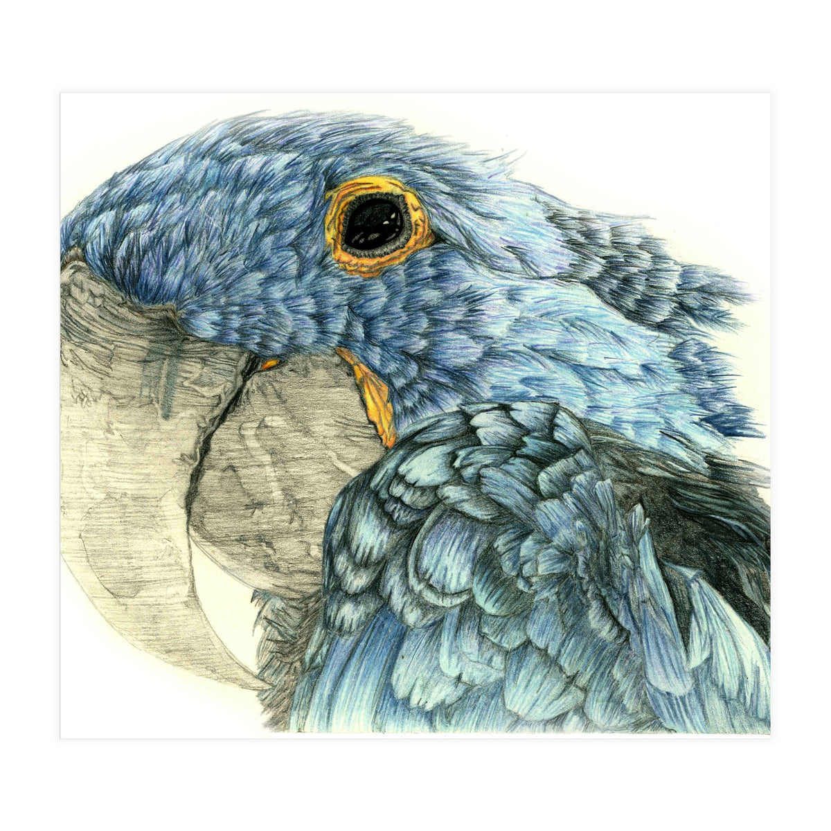 Blue Parrot (Print Only)