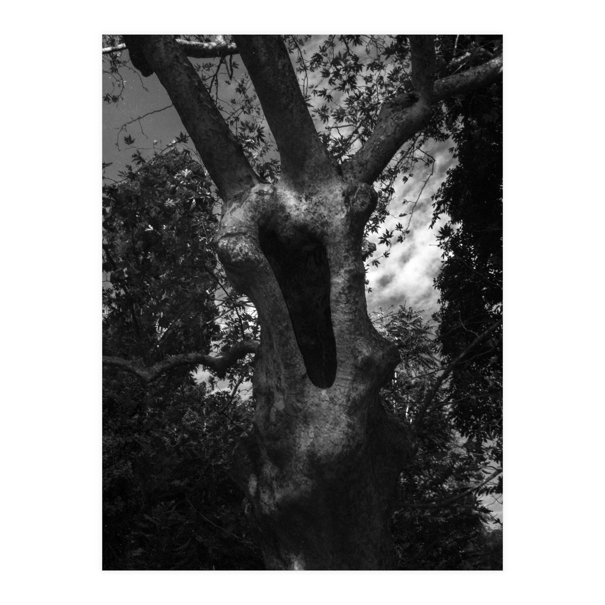 Into the Hole (Print Only)