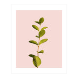 Botanical Art V3 (Print Only) thumbnail