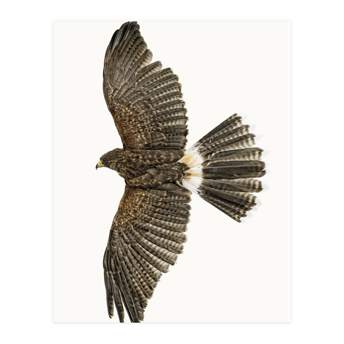 Cc Birds 09 (Print Only)