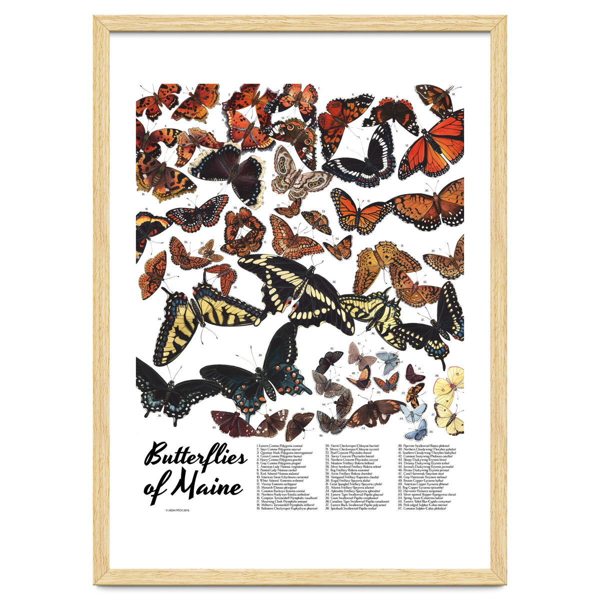 Maine Butterflies Chart