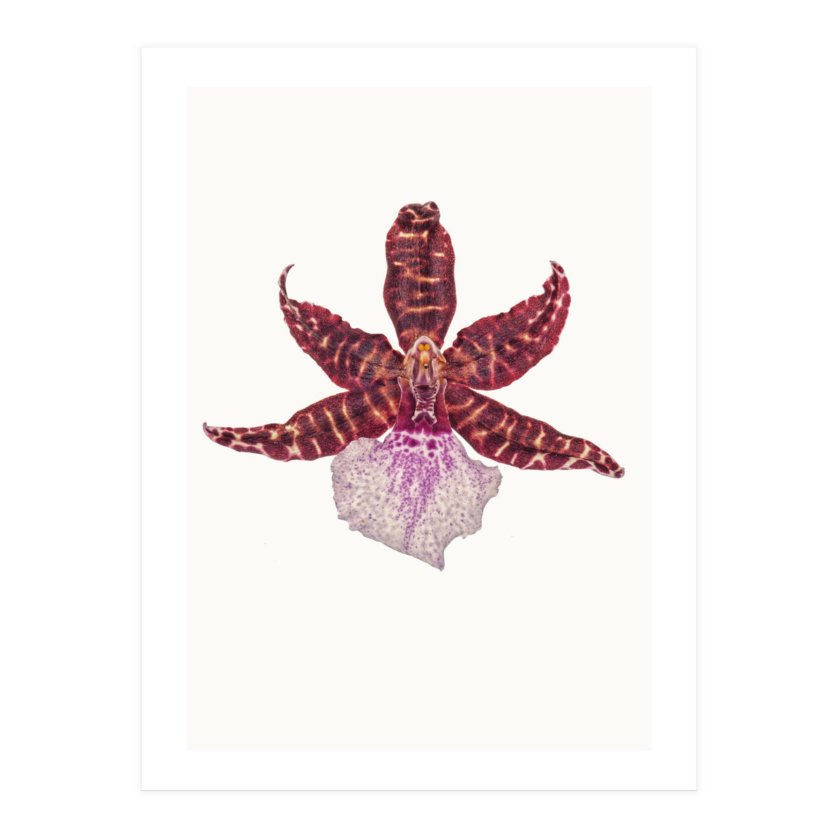 Cc Flower 05 (Print Only)