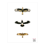 Falconidae n.2 (Print Only) thumbnail