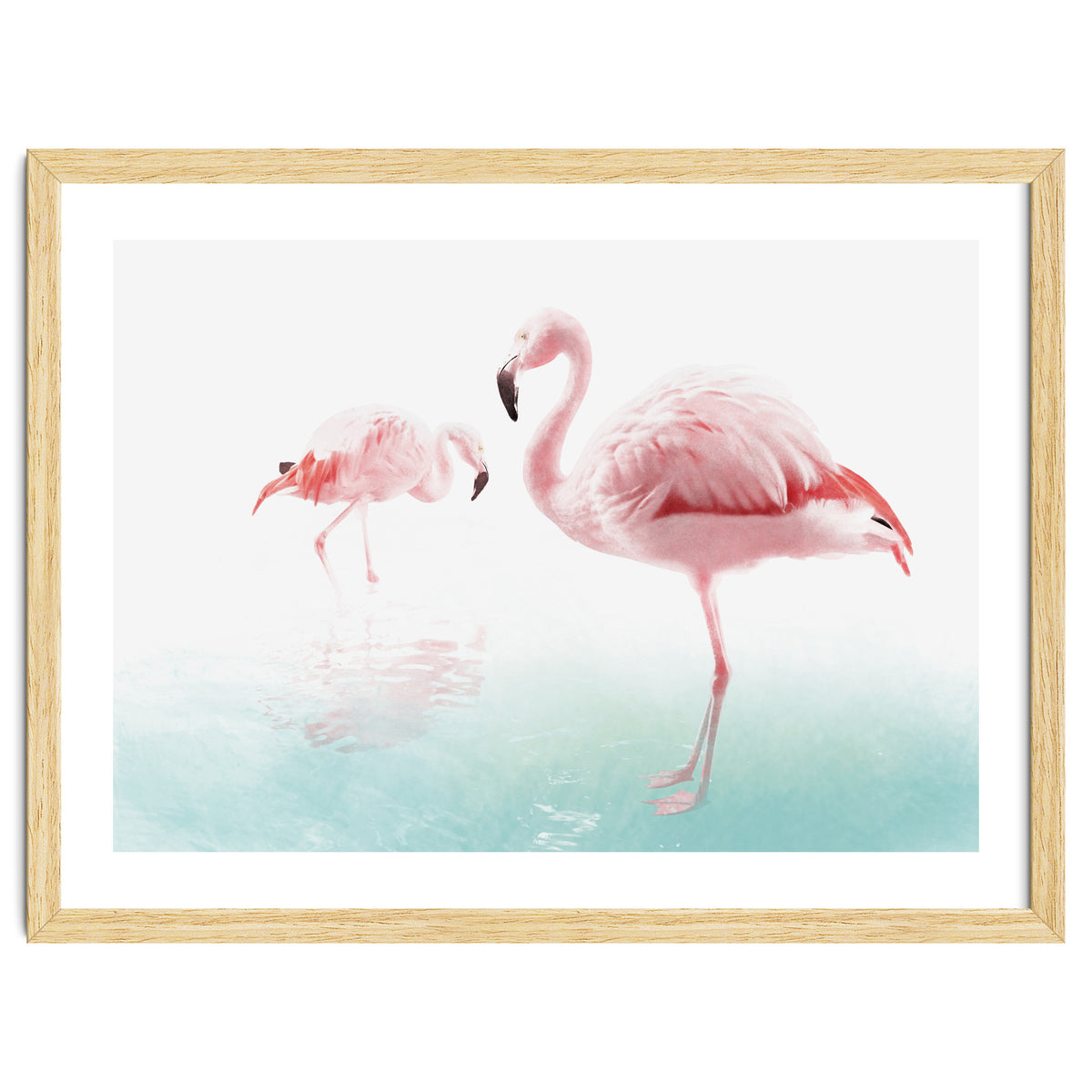 Flamingos