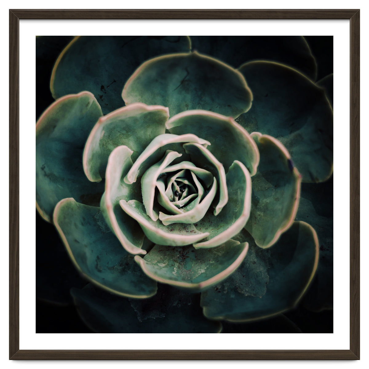 DARKSIDE OF SUCCULENTS IV-A