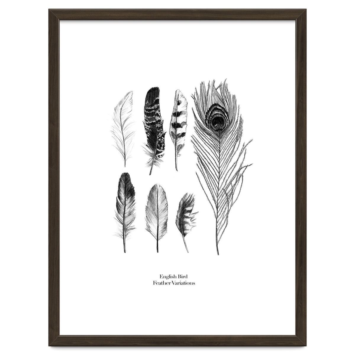 English Feather Variations