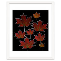 Red Autumn Leaves on Black Ground.