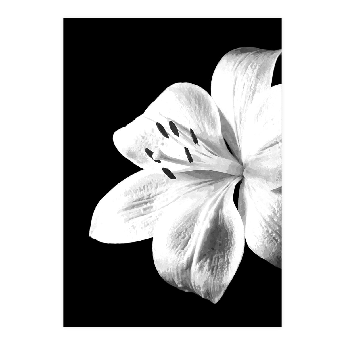 White Lily Black Background (Print Only)