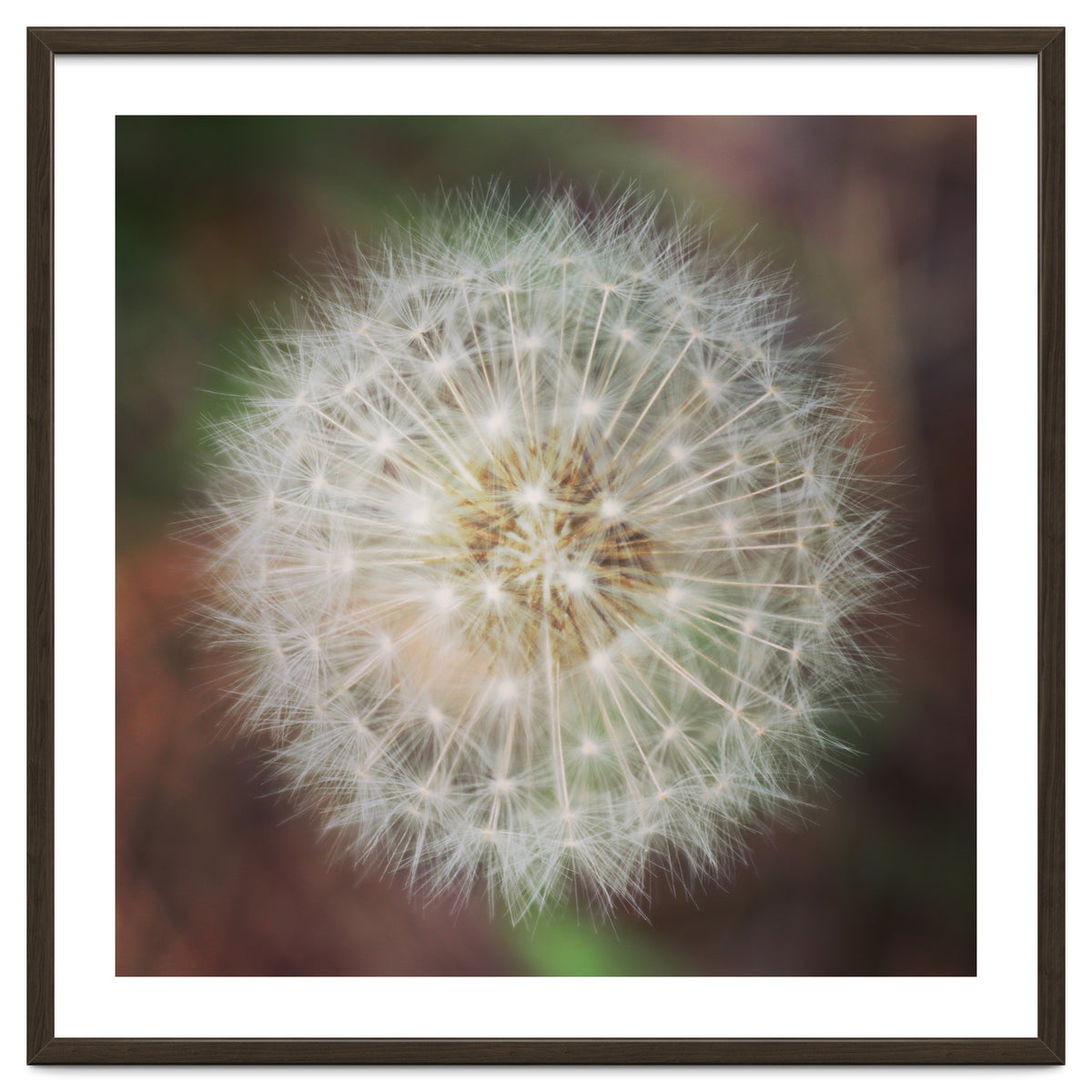 dandelion clock
