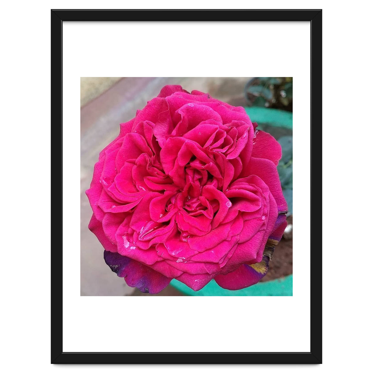 Beautiful Fragrant Rose