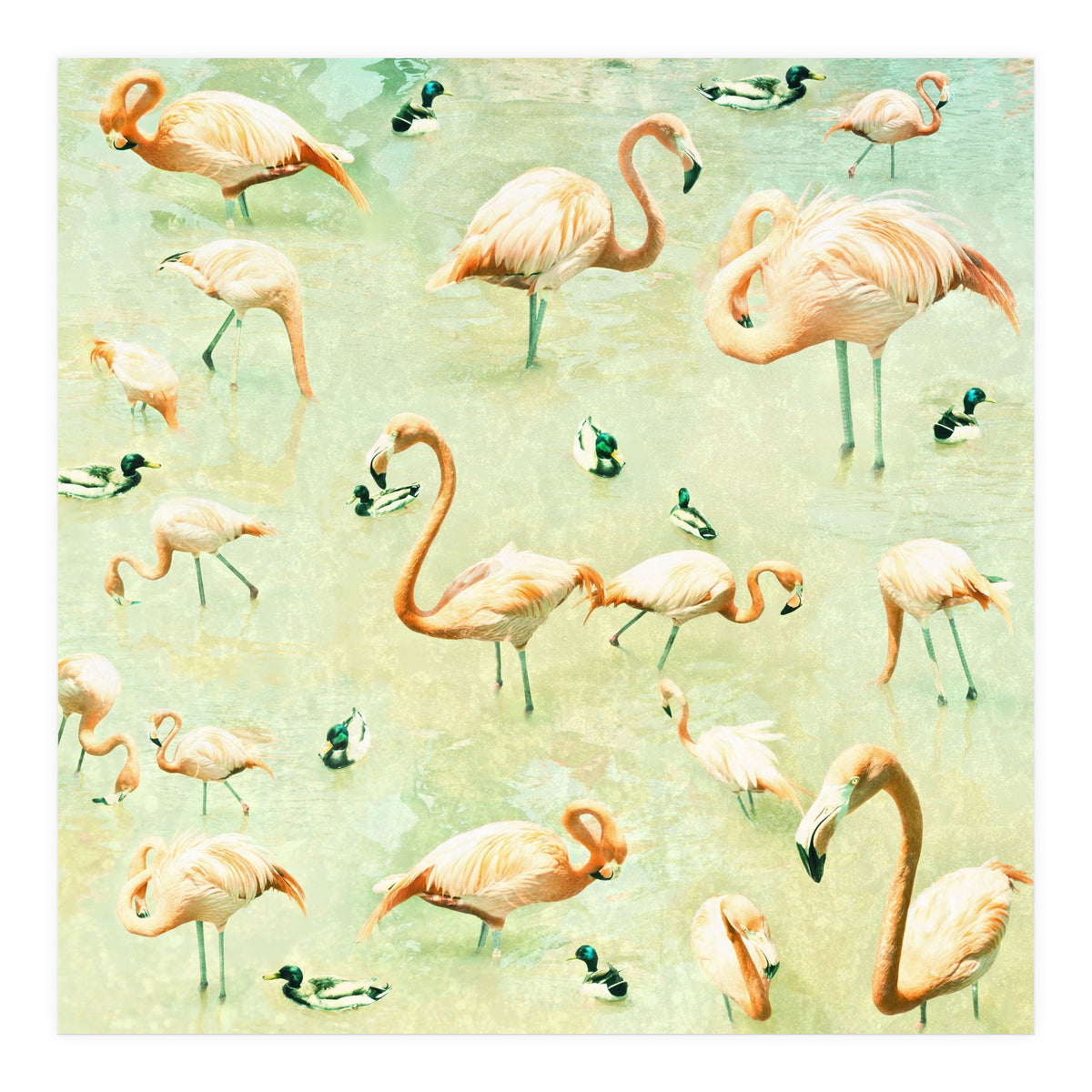 Flamingos (Print Only)