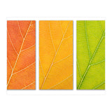 Autumn Leaves (Print Only) thumbnail