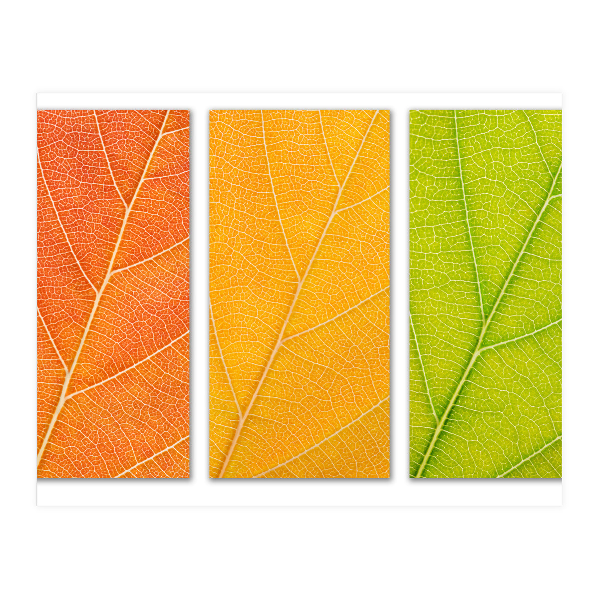 Autumn Leaves (Print Only)