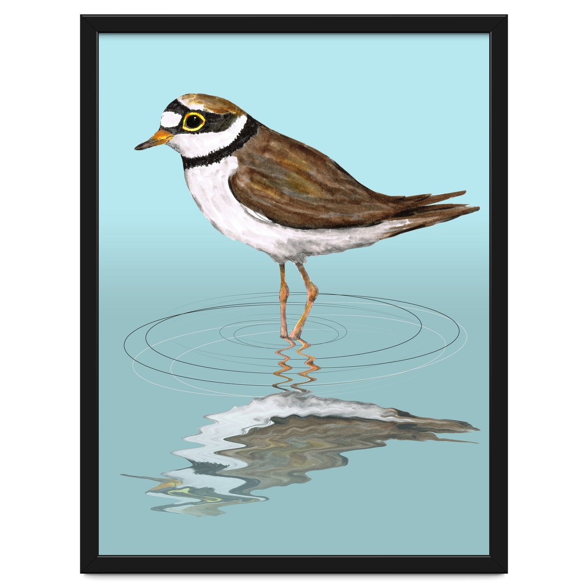 Little ringed  plover