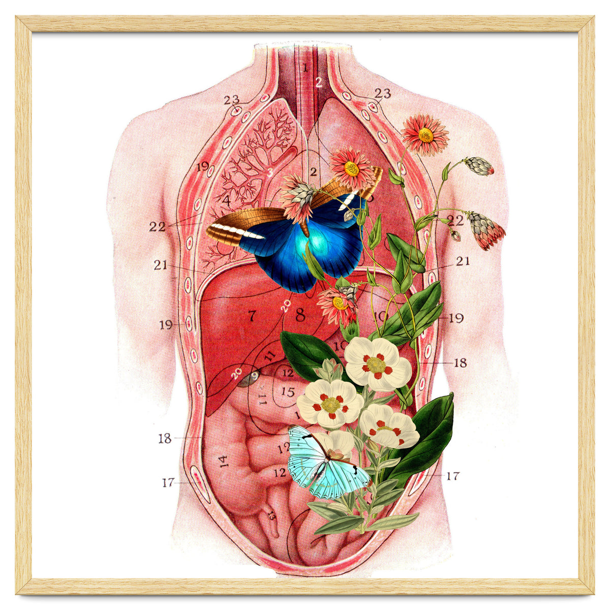 Butterflys In The Belly Makes Flower Grows