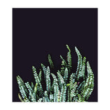 Dark Nature (Print Only) thumbnail