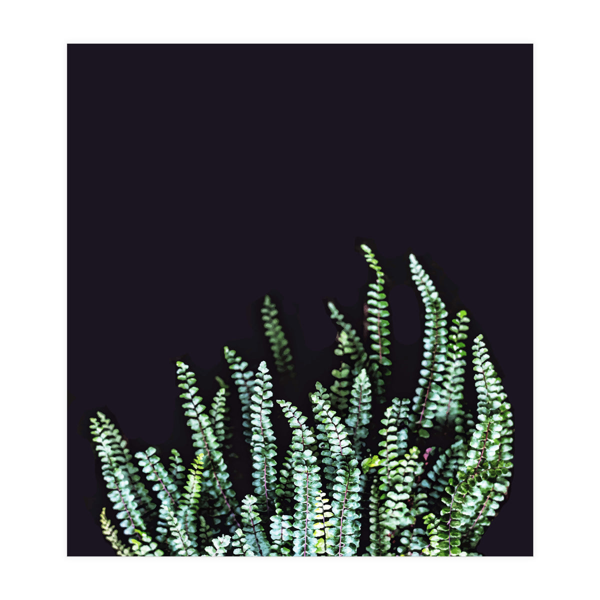 Dark Nature (Print Only)