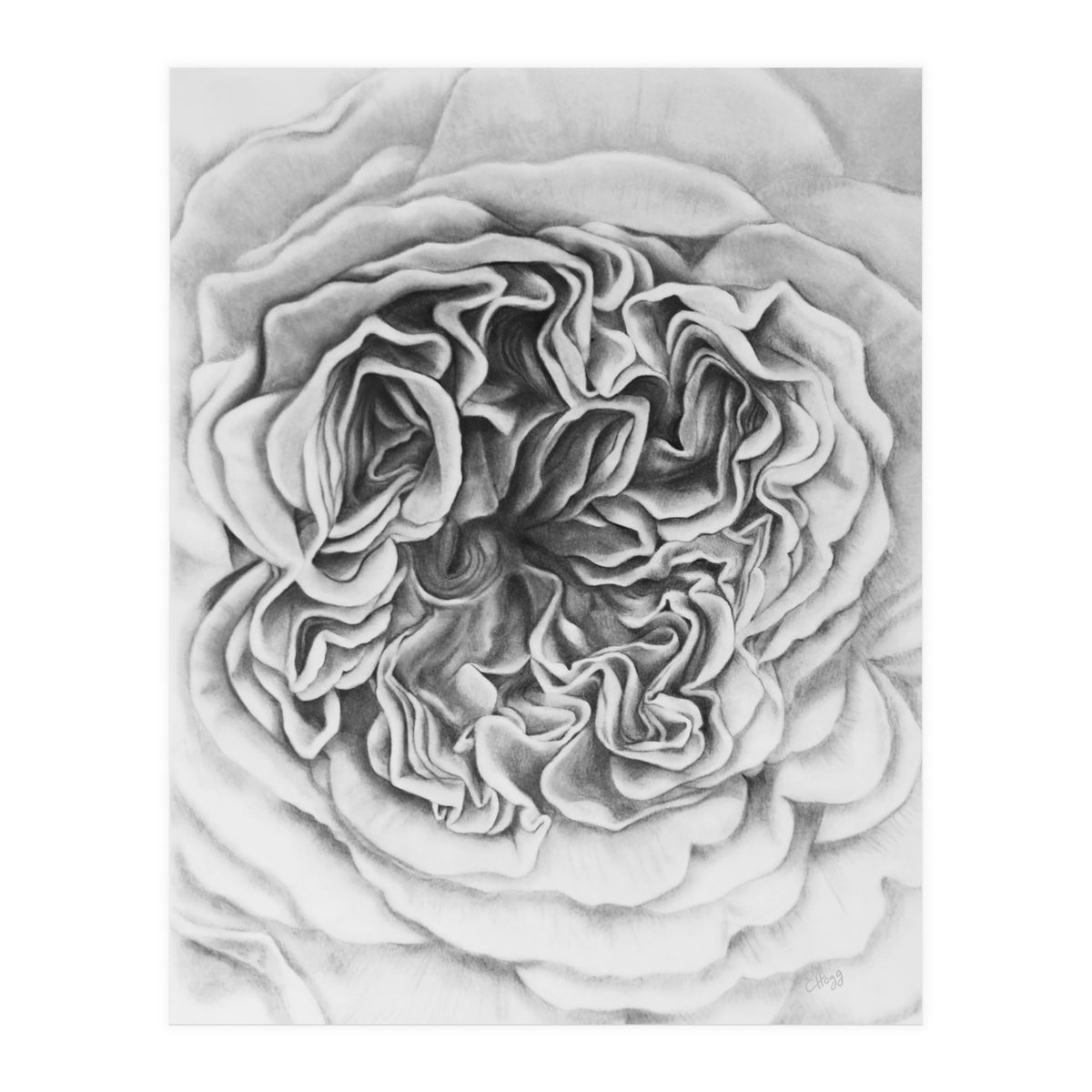 A Rose in Monochrome (Print Only)