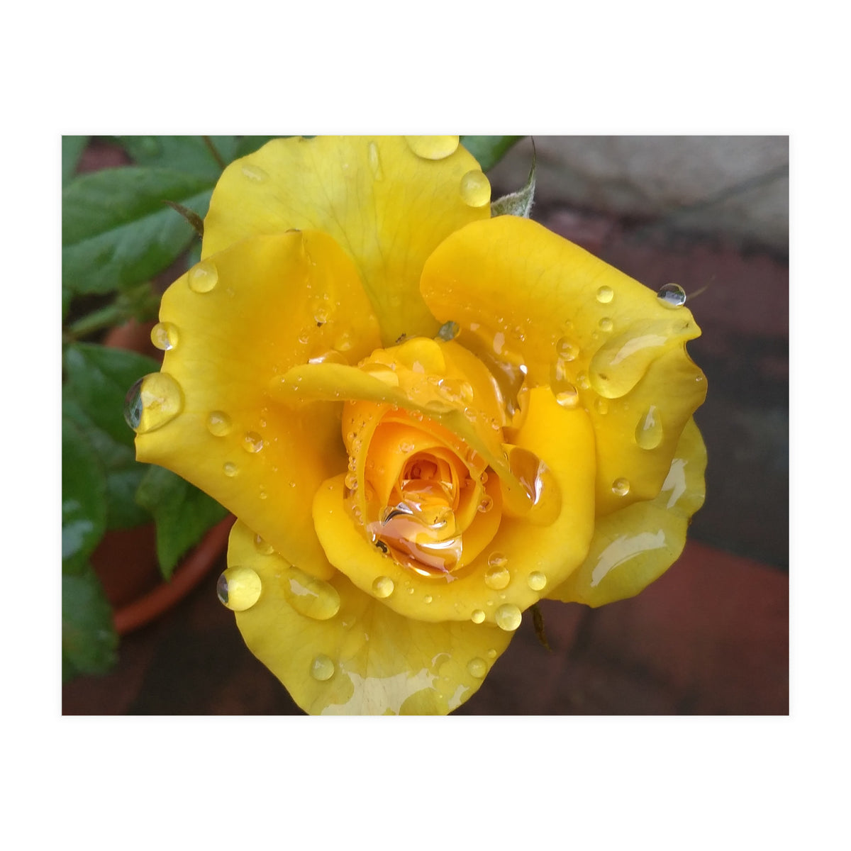 Yellow Rose with Dew Drops (Print Only)