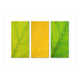 Autumn Leaves (Print Only) thumbnail