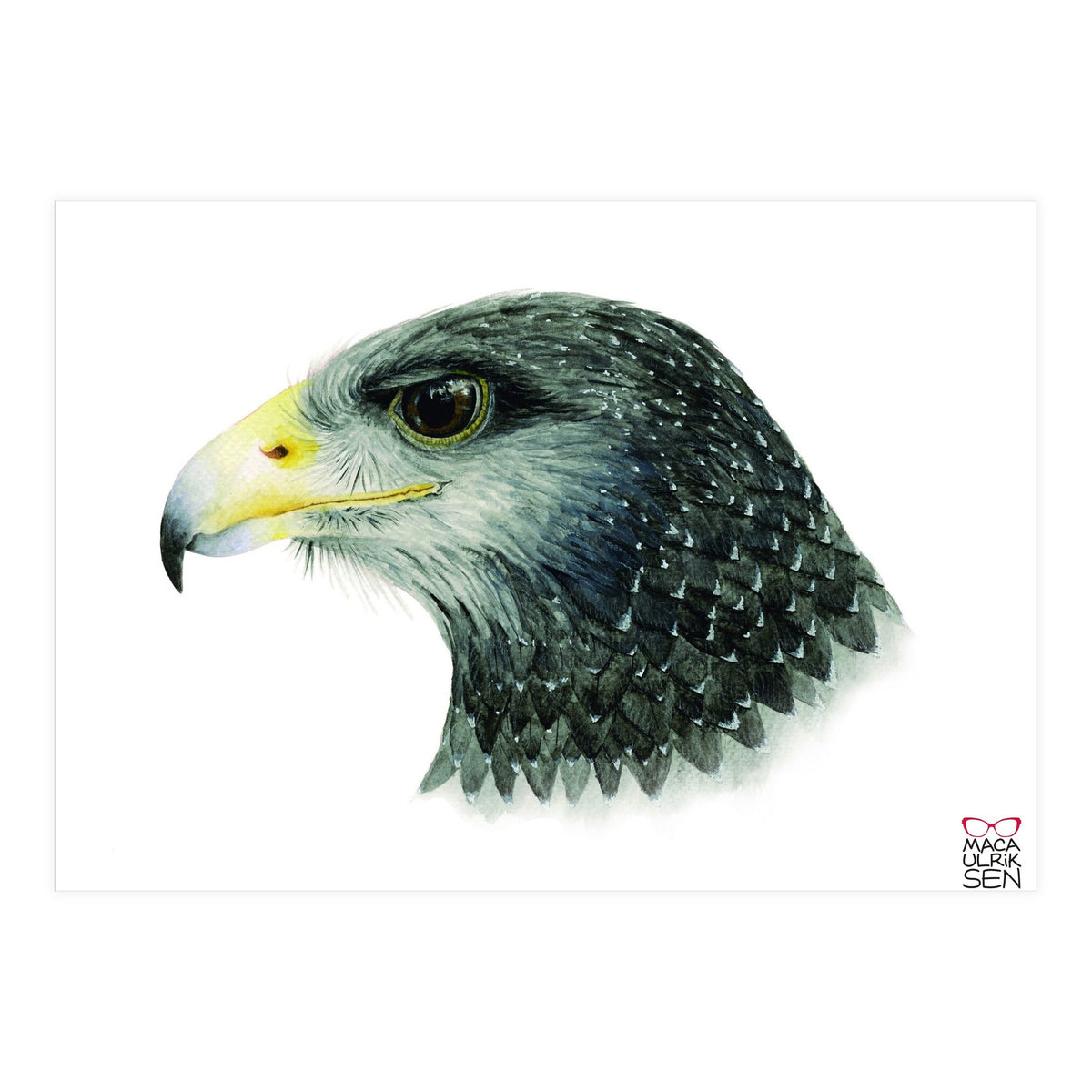 Black-chested buzzard-eagle (Print Only)