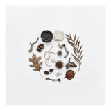 Treasures From Nature No. 2 - Square (Print Only) thumbnail