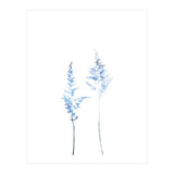 Blue Astilbe (Print Only) thumbnail