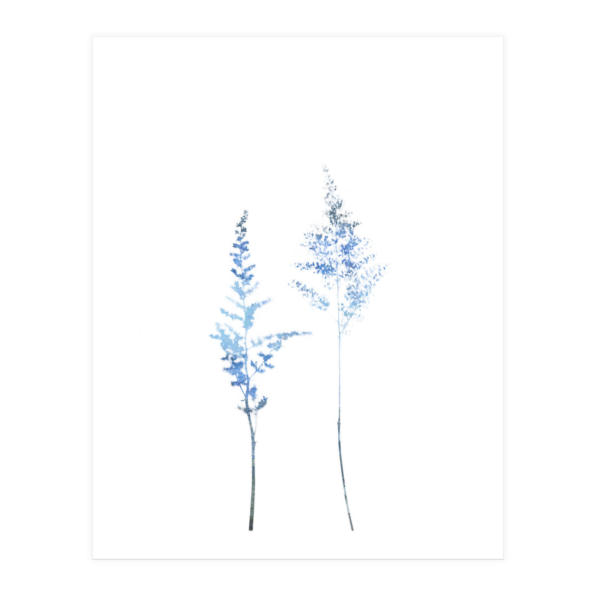 Blue Astilbe (Print Only)