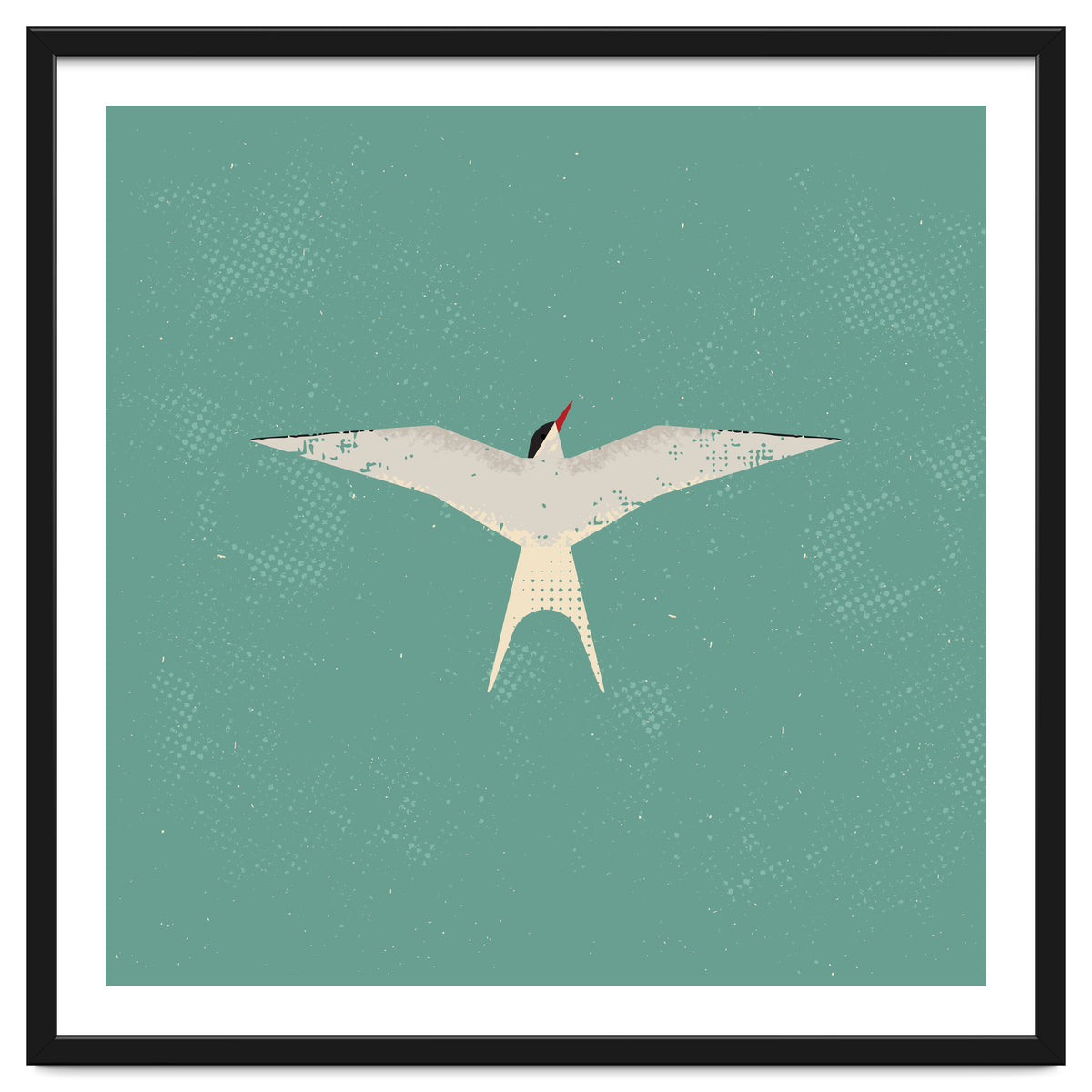 Arctic Tern