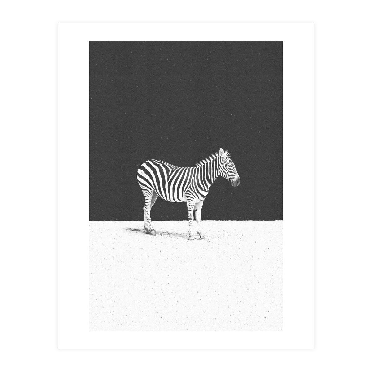 CAMOUFLAGE (Print Only)